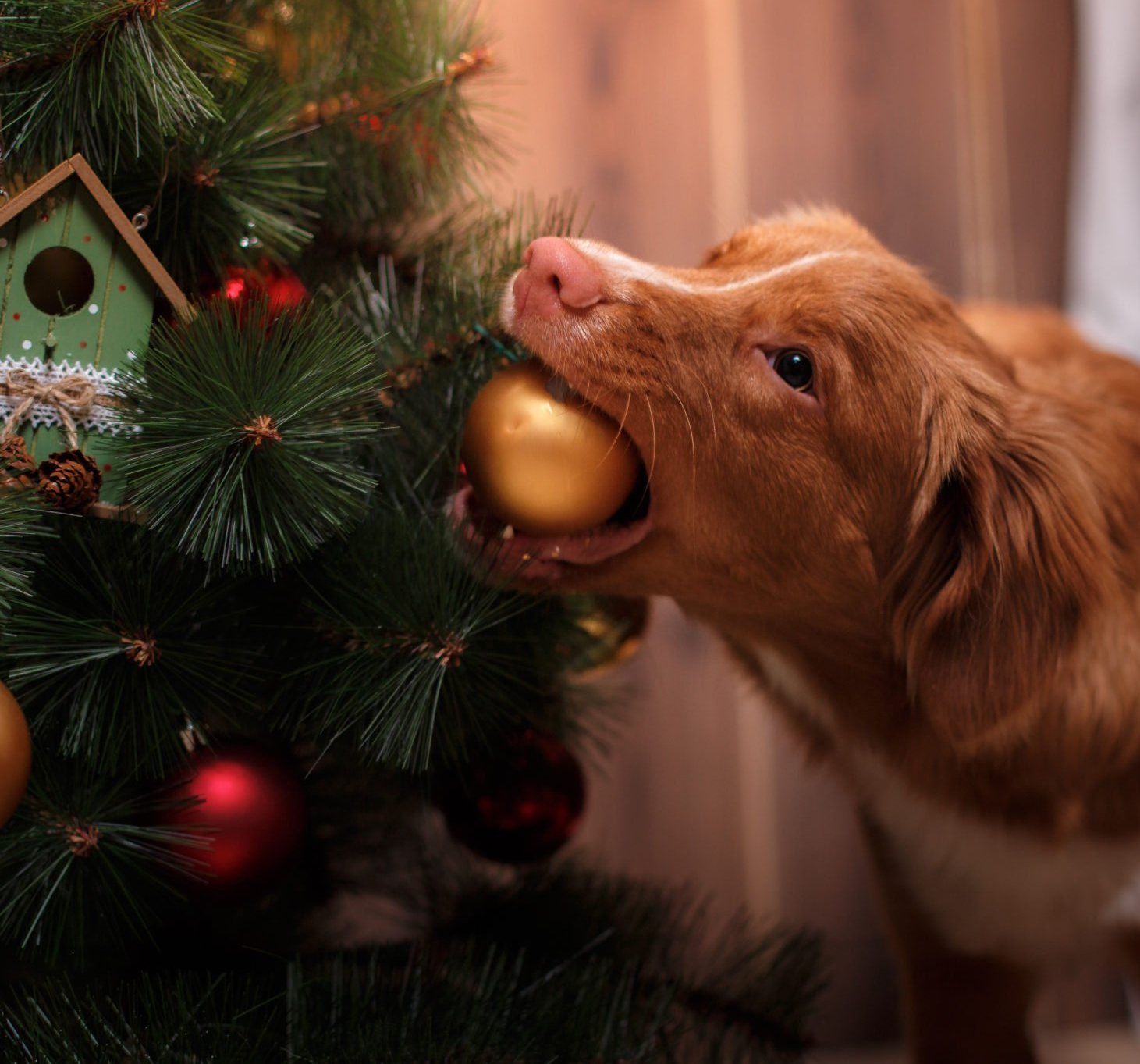 Christmas Orders from the Commanding Officer